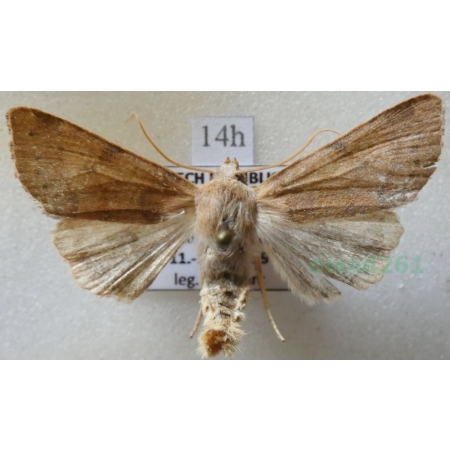Agrochola helvola (Linnaeus, 1758) Źrenicówka czerwienica Czech14h